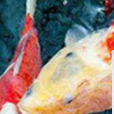 Измеритель солености для морск – обзор и цена Marine Aquarium Hydrometer